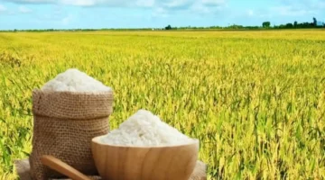 ارتفاع طفيف في أسعار تصدير الأرز ينهي مسار التراجع خلال الفترة الأخيرة